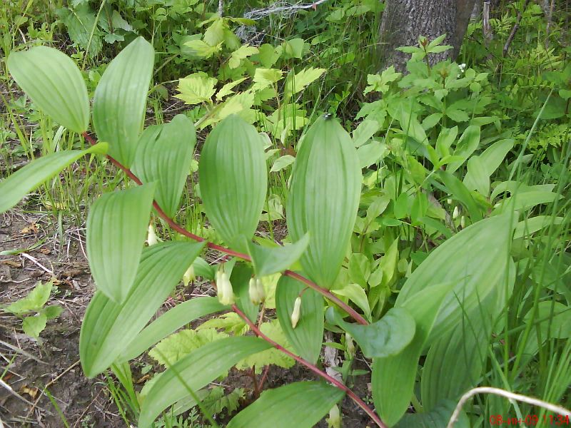 Polygonatum odoratum (Mill.) Druce ( Convallariaceae)   ( ,  ,  )   .