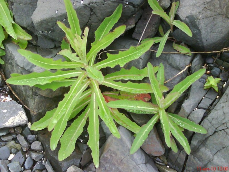 Sonchus arvensis ssp. uliginosus ќсот топ¤ной на острове –ейнеке