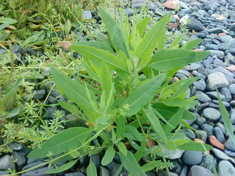 Chenopodium bryoniifolium     