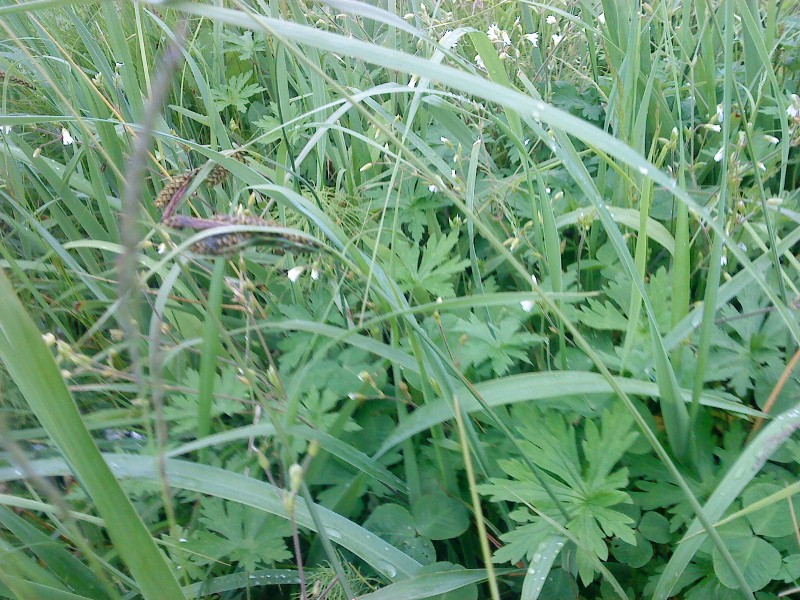 Carex kirganica     .