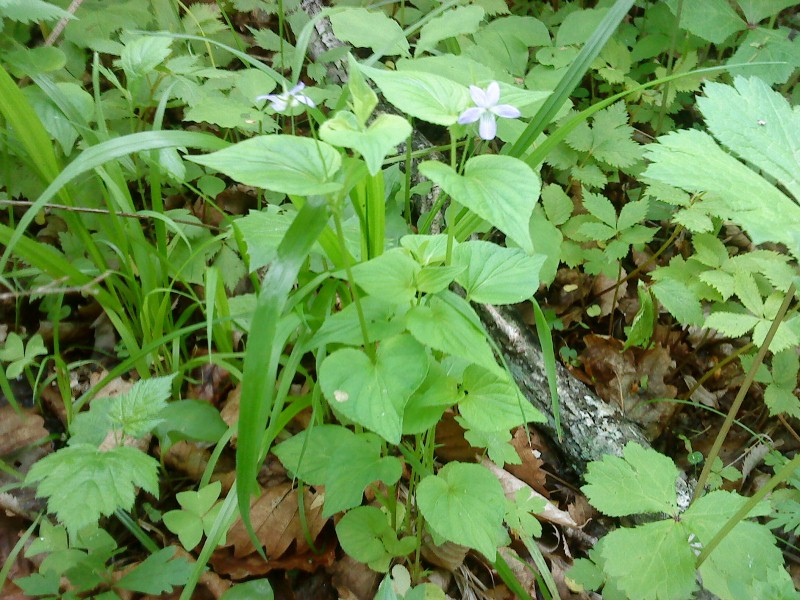 Viola acuminata   ( )   .
