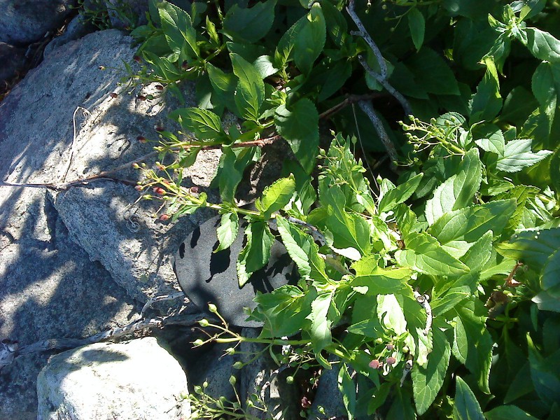 Scrophularia maximowiczii     