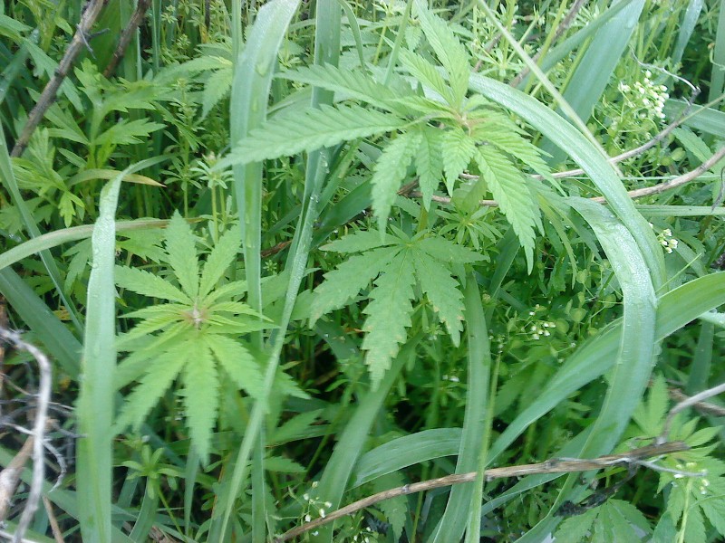 Cannabis sativa   ( )   