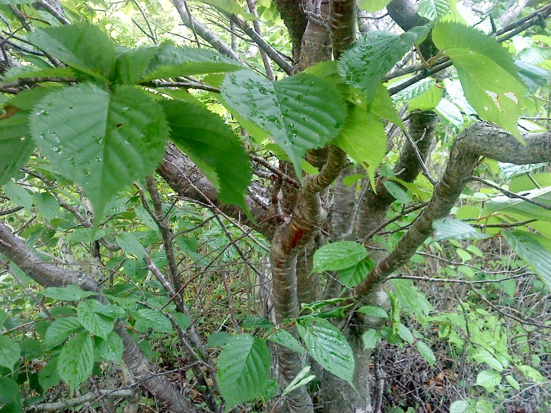 Cerasus sachalinensis     