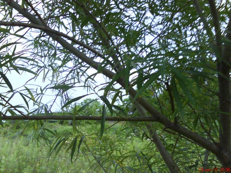 Salix pierotii     