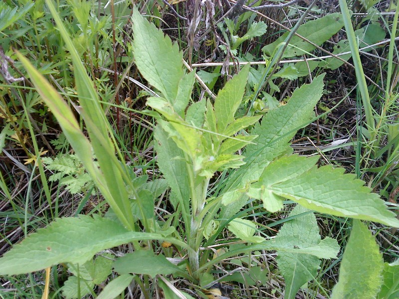 Patrinia scabiosifolia     