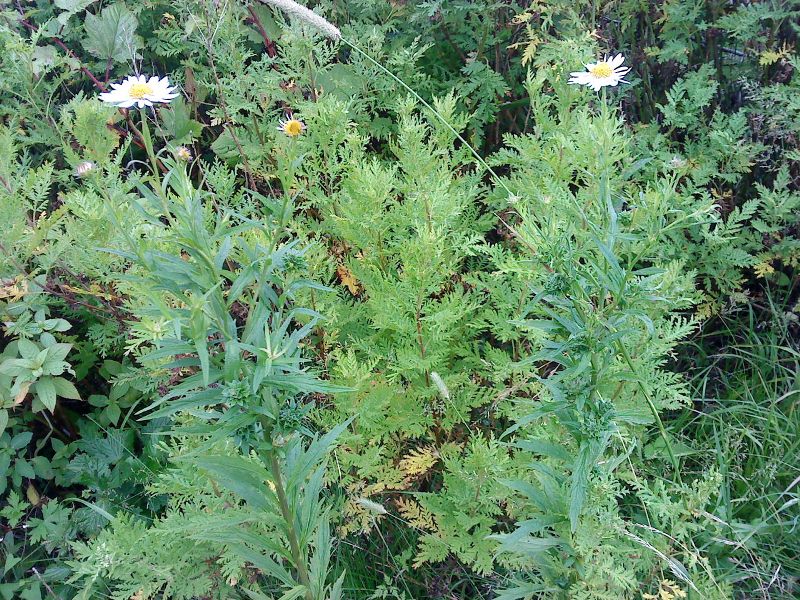 Aster ageratoides     