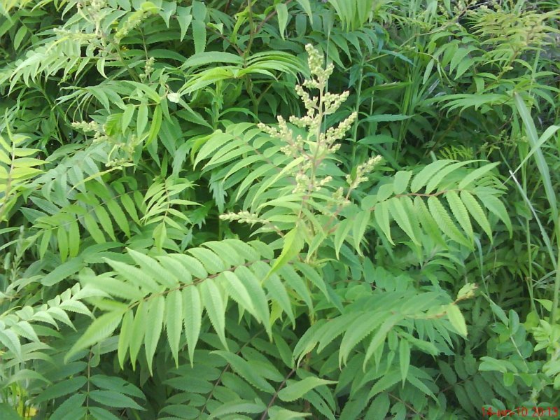 Sorbaria sorbifolia    