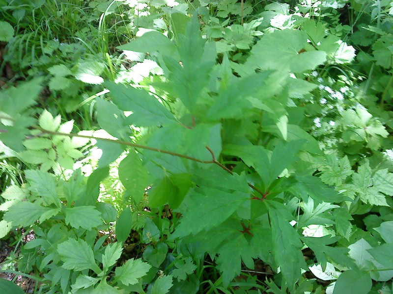 Aconitum taigicola   ( )   