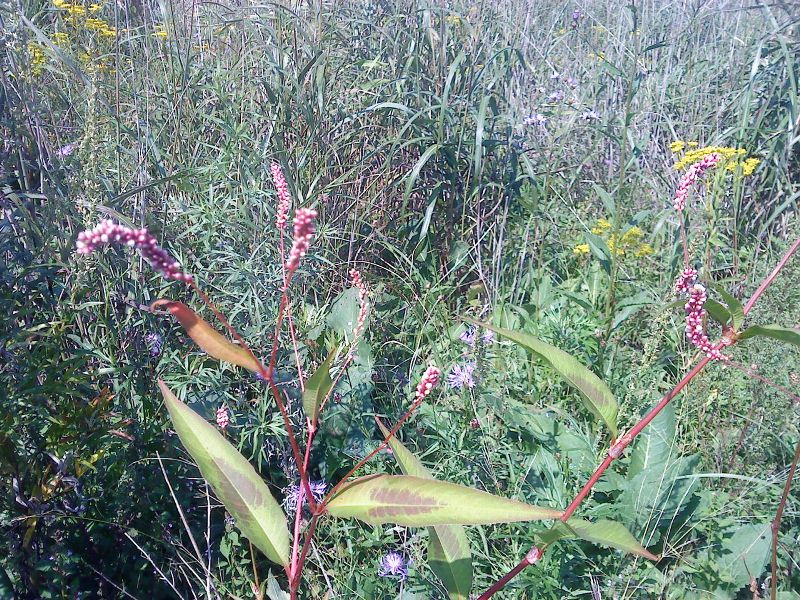 Persicaria maculata     