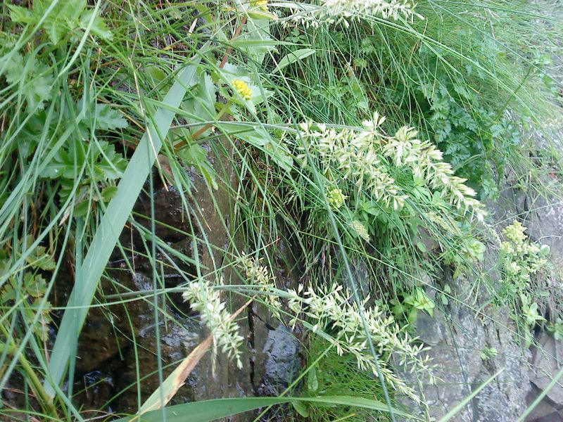 Calamagrostis arundinacea     