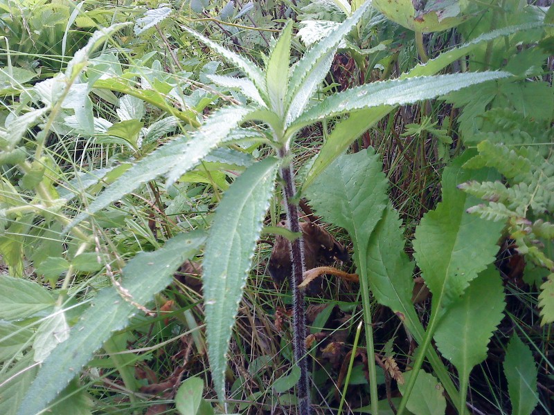Cirsium vlassovianum     