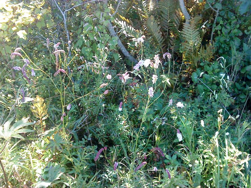 Sanguisorba tenuifolia     