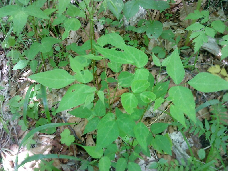 Amphicarpaea japonica     