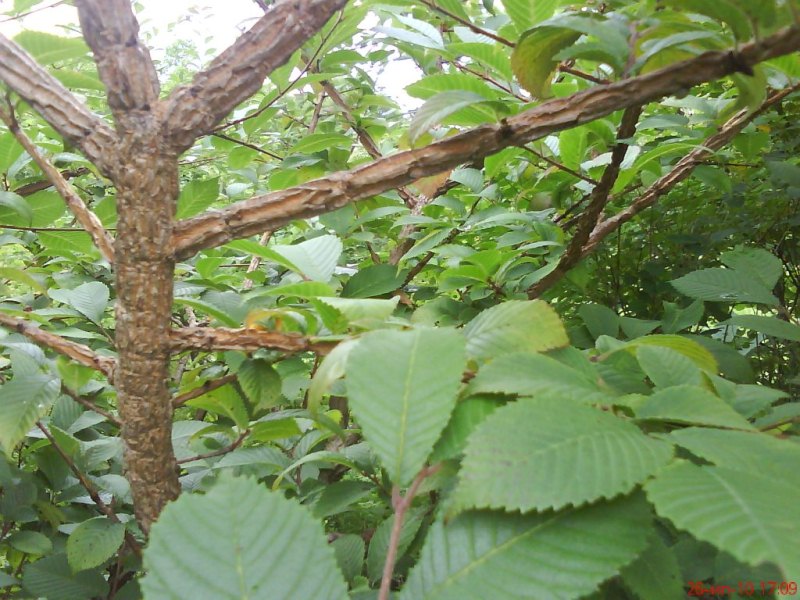 Ulmus japonica     