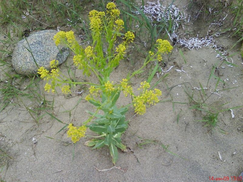 Isatis tinctoria L. ( Brassicaceae)     
