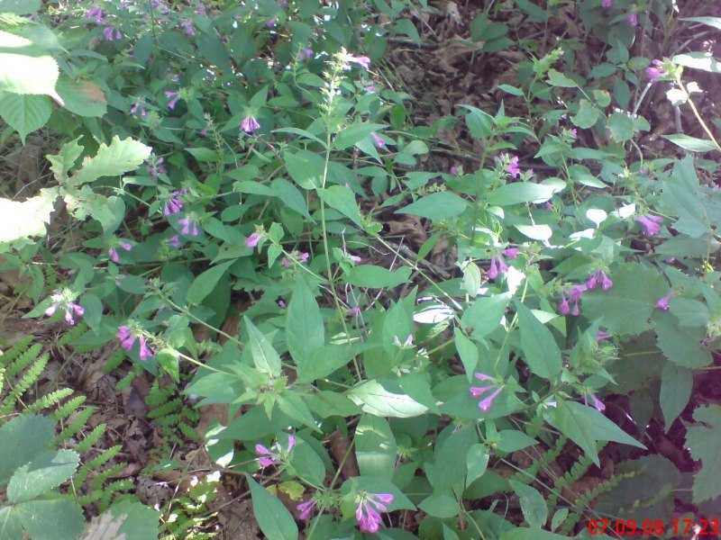Melampyrum roseum     .