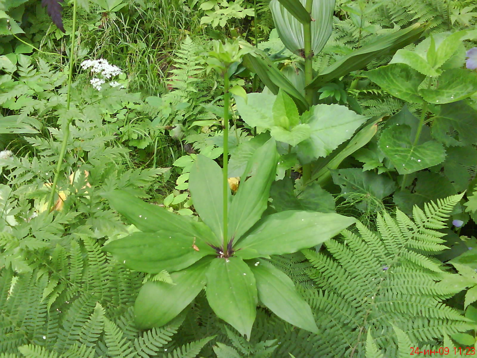   (Lilium distichum Nakai = L. hansonii auct., non Leichtl.) ( ,  )    .