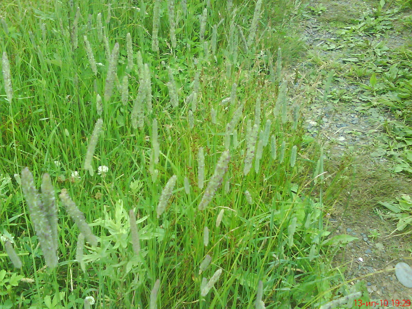 Тимофеевка мохнатая Phleum hirsutum Honck. на острове Рейнеке.