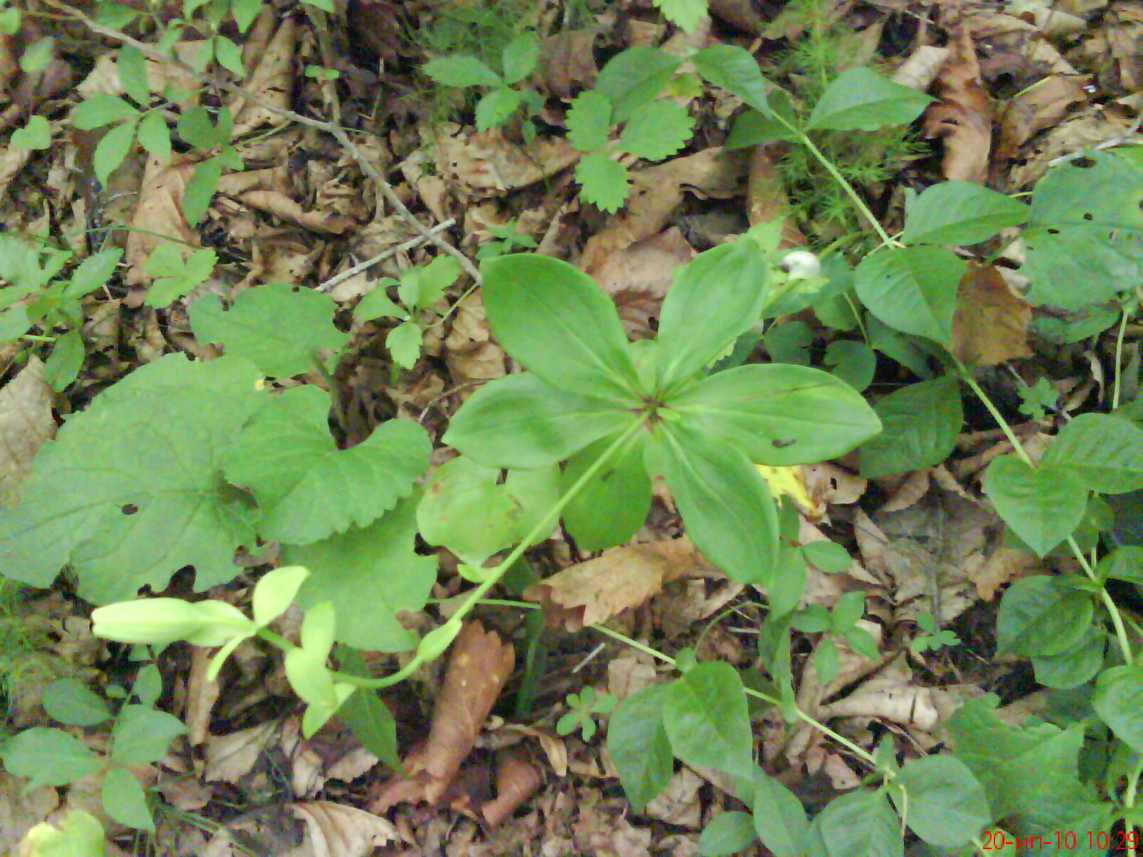   (Lilium distichum Nakai = L. hansonii auct., non Leichtl.) ( ,  )   .